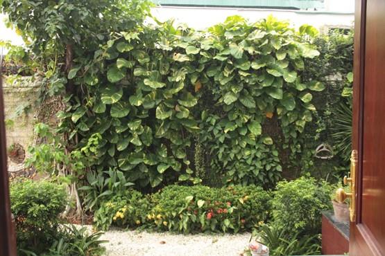 villa for rent in thao dien district 2 hcmc D2200059  (4)